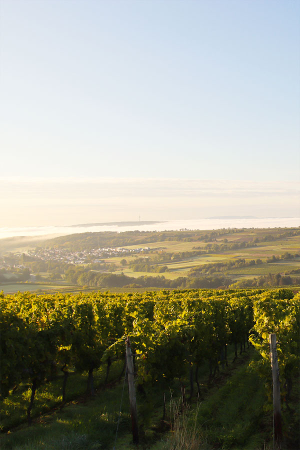 Weinberslandschaft